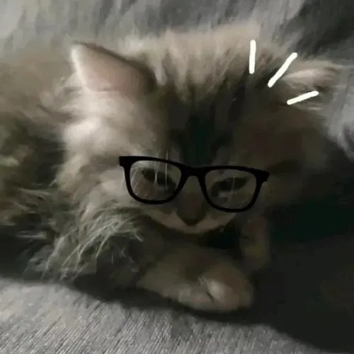 Avatar mèo phù hợp cho ai thích sự nhẹ nhàng