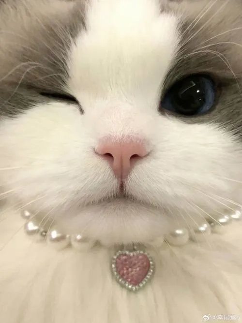 Ảnh avatar mèo nhà rõ khung cắt ảnh tinh chỉnh