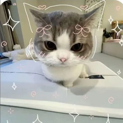 Ảnh profile mèo nhà khoe mũi và miệng dễ mến