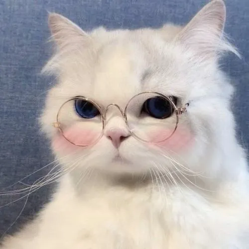 Không khí hình ảnh mèo nhà mang gợi cảm giác được vuốt ve