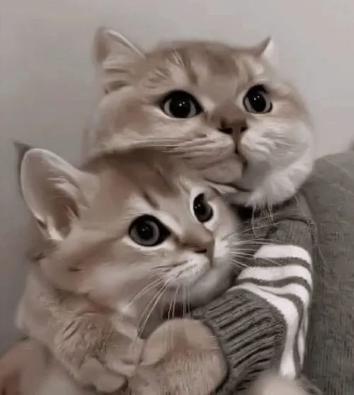 Cảm hứng hình ảnh mèo nhà mang nét nhẹ nhàng