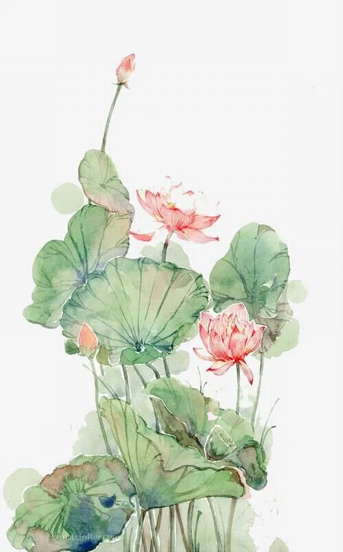 Cảnh Hồ Tây rực bông sen nở lúc bình minh