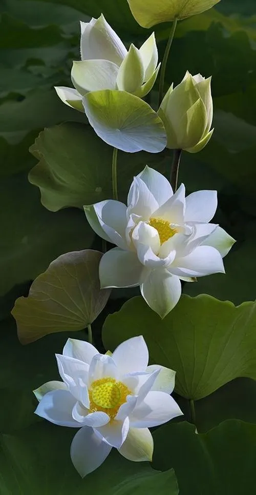 Hoa sen gồm nhị sen với ánh vàng nhị điểm sáng