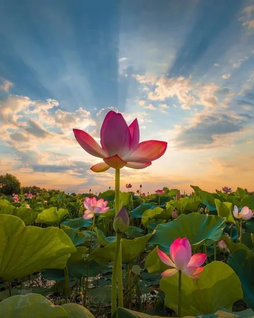 Góc chụp cận cảnh tôn gương sen và nhị vàng