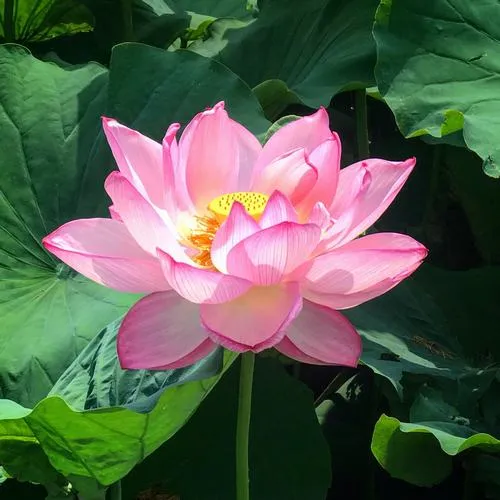 Hình ảnh hoa sen và ánh nắng xiên, đúng kiểu thơ rơi vào mắt