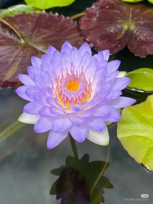 Ánh nắng xuyên sương tạo chiều sâu trên mặt nước