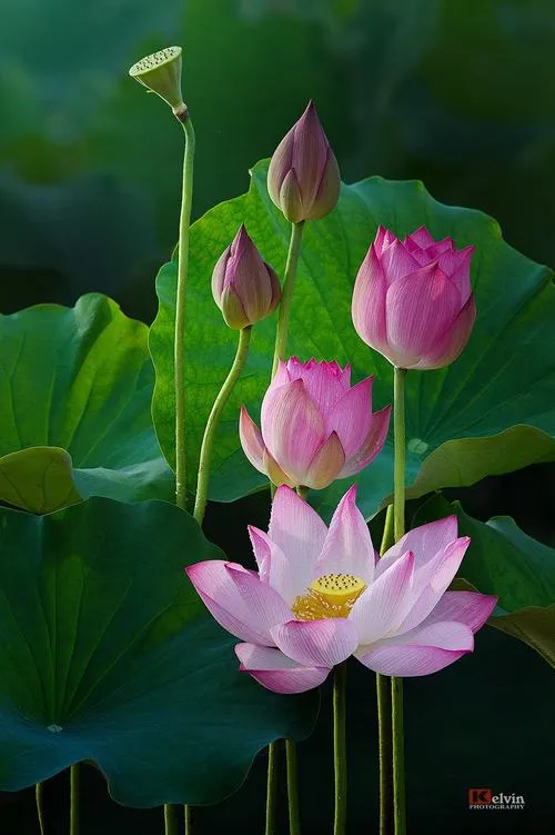 Khoảnh khắc an yên bên đầm sen mùa hạ dịu mắt