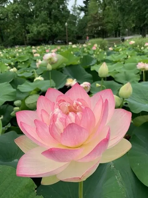 Sắc thanh khiết của hoa sen giữa hồ tĩnh lặng