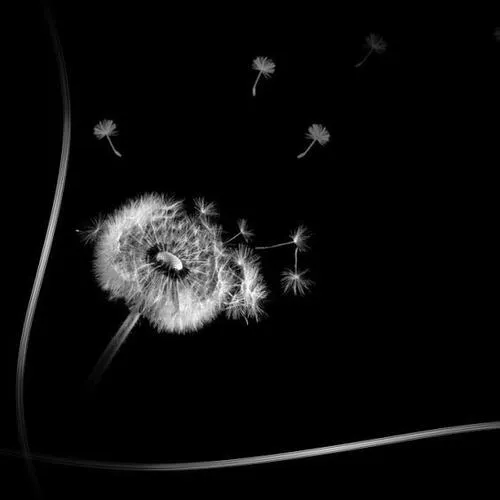 Ảnh profile đen tang lễ nhẹ nhàng mà vẫn đúng nghi thức