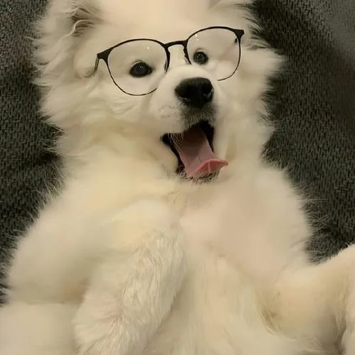 Chó avatar dùng cho mạng xã hội mang nét thân thương