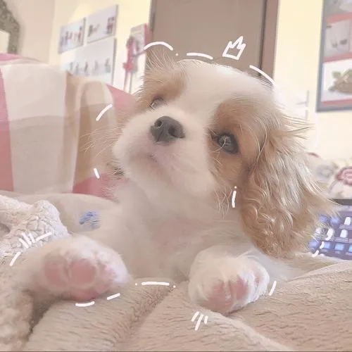 Hình profile chó đáng yêu thể hiện cá tính rõ ràng