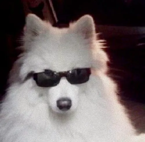 Chó Husky với biểu cảm ngơ ngác tạo nét hài hước