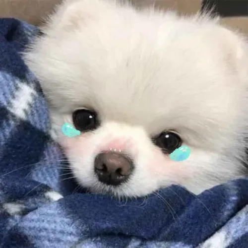 Ảnh đại diện chó dễ thương với ánh mắt tròn xoe ấm áp