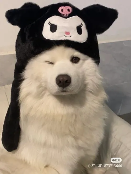 Chân dung chó cute mang biểu cảm tinh nghịch đầy năng lượng