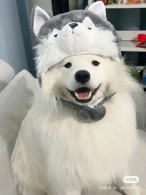 Chó trung thành khoe tư thế đầu nghiêng đầy trìu mến