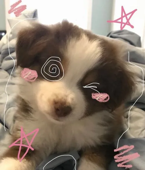 Ảnh đại diện chó cute giúp dễ tạo thiện cảm