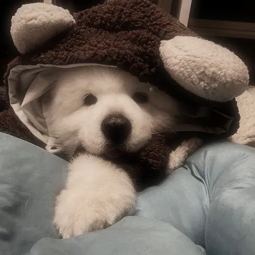 Chó phông nền làm nổi bật gương mặt thêm phần cuốn hút