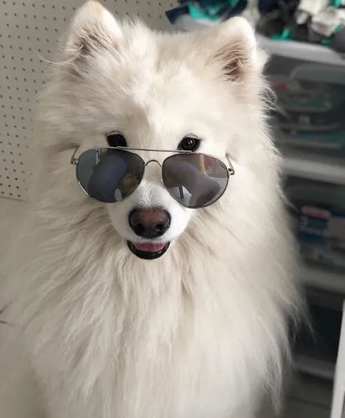 Chó ánh mắt tạo cảm xúc mang lại sự dễ mến