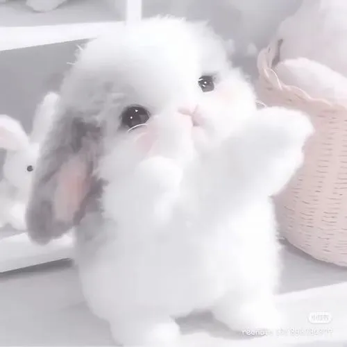 Avatar con thỏ cute và sức hút từ những điều rất nhỏ