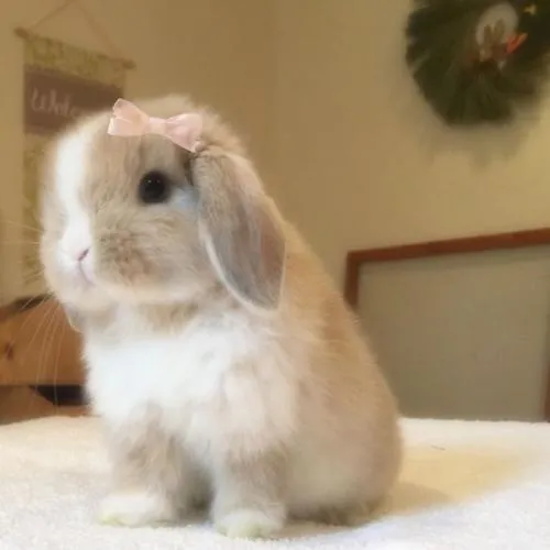 Hình profile cute thỏ mềm mại trong phong cách minh họa