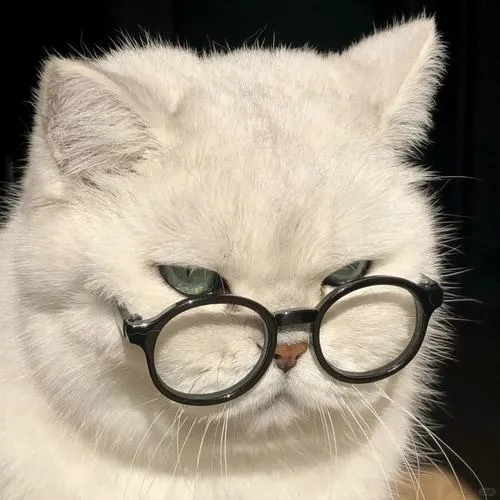 Hình profile chim cánh cụt tông pastel dễ mến