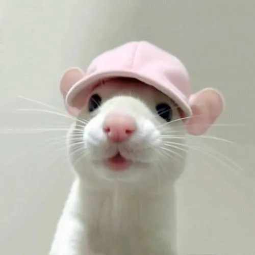 Avatar dễ thương hươu long lanh trên nền trơn