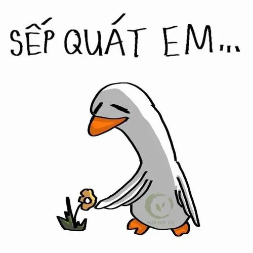 Ảnh profile Tiktok thêm chữ chèn gây cười gài miếng