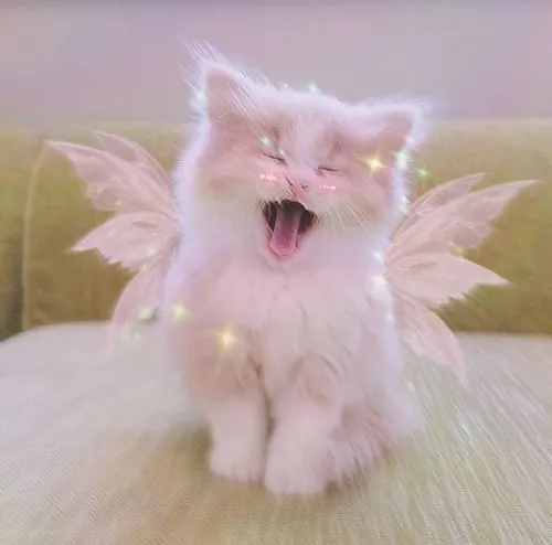 BST 85 Ảnh Avatar Mèo mang biểu cảm đời thường không cần cầu kỳ vẫn nổi bật