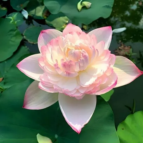 Nhị vàng làm điểm sáng tự nhiên giữa khung hình mộc