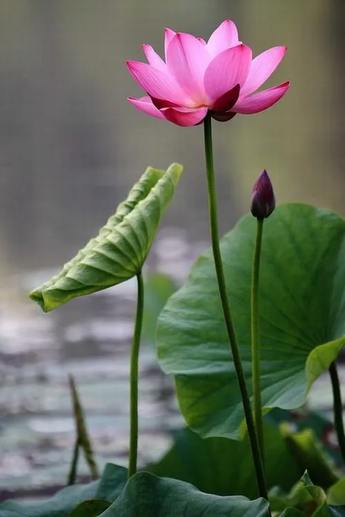 Hoa sen gồm cánh hoa mỏng tạo cảm giác nhẹ nhàng