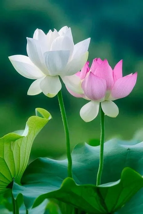 Cánh mỏng tạo cảm giác nhẹ trong góc chụp cận cảnh