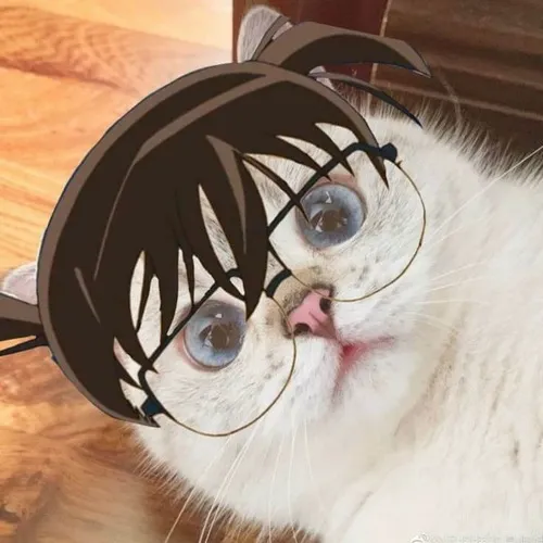 Ảnh troll mèo đeo Kính mắt tròn, biểu cảm gương mặt vô tri nhìn đời.