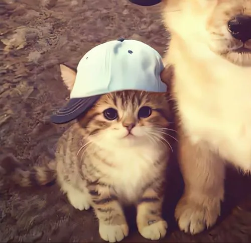 Hình avt cute rái cá phụ kiện nhỏ cưng xỉu