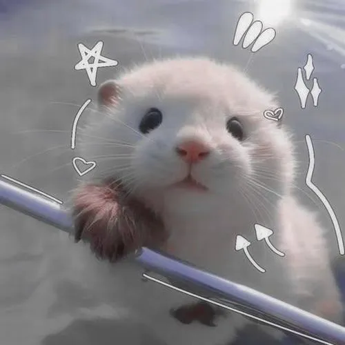 Avatar động vật chibi, bo tròn gọn gàng, giúp trang cá nhân trông có gu hơn