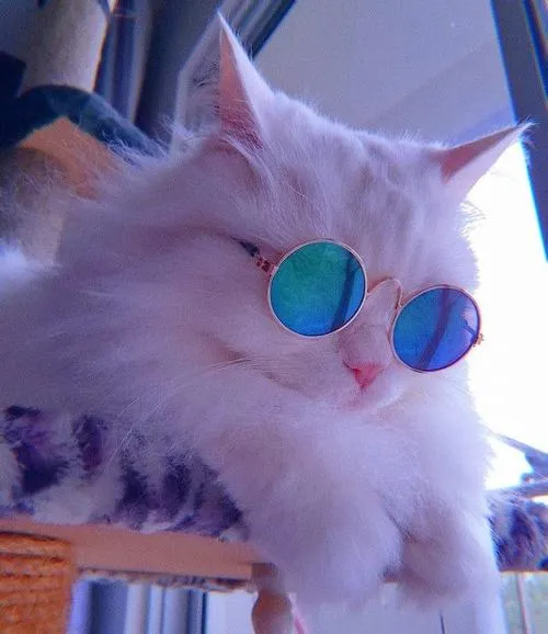 Viền trắng mỏng quanh nhân vật cáo dễ nhận diện