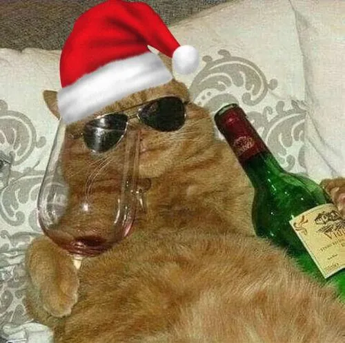 Cận cảnh mèo meme với miệng mèo trống rỗng gây cười ngay