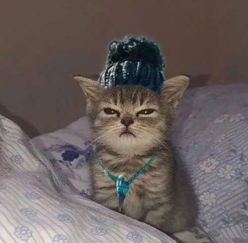 Ảnh đại diện mèo nhây bố cục cận mặt ánh sáng phẳng đời thường