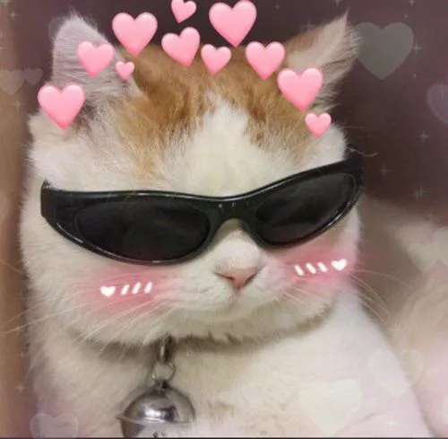 Hình đại diện cute mèo bựa với ánh mắt mèo gây cười vô thức