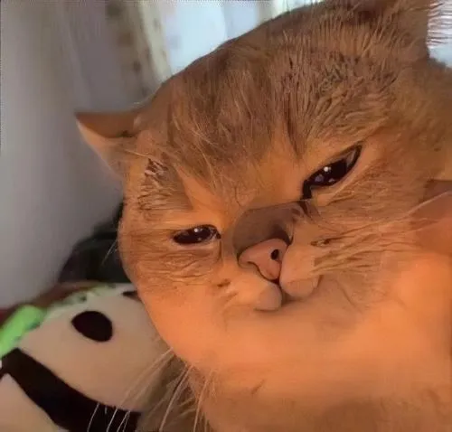 Hình profile mèo meme đại diện tâm trạng khó nói thành lời