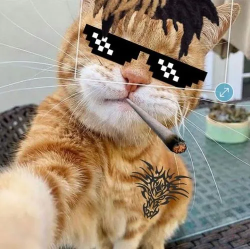 Khoảnh khắc meme vô tri ghi lại biểu cảm khuôn mặt khó ở