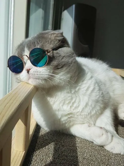 Ánh nhìn mèo vô tri trong khung ảnh vuông tạo nét hài ngẫu nhiên