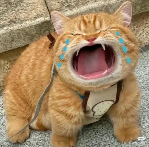 Ảnh avatar ngầu mèo bựa với cảm giác không quan tâm đời