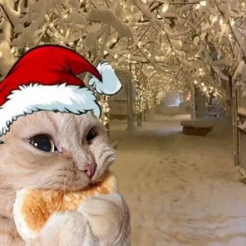 Hình đại diện ngầu mèo nhây với bố cục lệch khung trớ trêu