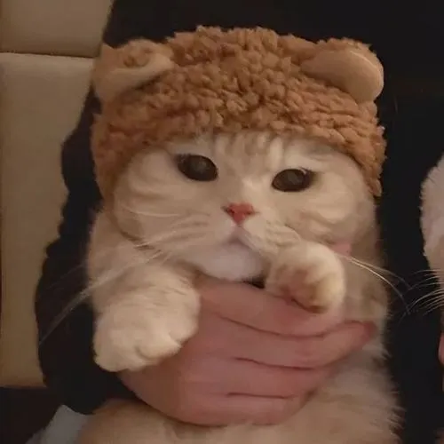 Ảnh profile mèo cặp với mắt mèo to tròn tạo cảm xúc vui vẻ