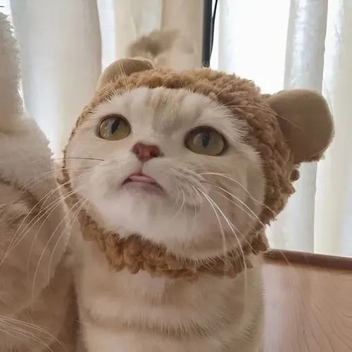 Ảnh profile mèo cặp với tai mèo cụp nhẹ gợi cảm xúc ấm áp