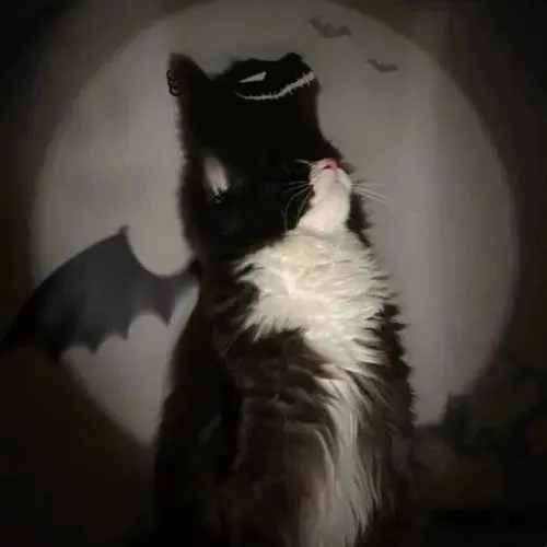 Avatar couple mèo thể hiện cá tính đối lập qua màu sắc tinh tế