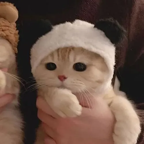 Avatar đôi mèo cute vô tri nhưng lại yêu nhau rất rõ