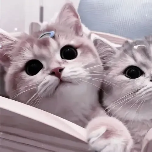 Ảnh đại diện đôi mèo khắc họa biểu cảm thay lời yêu nhẹ nhàng