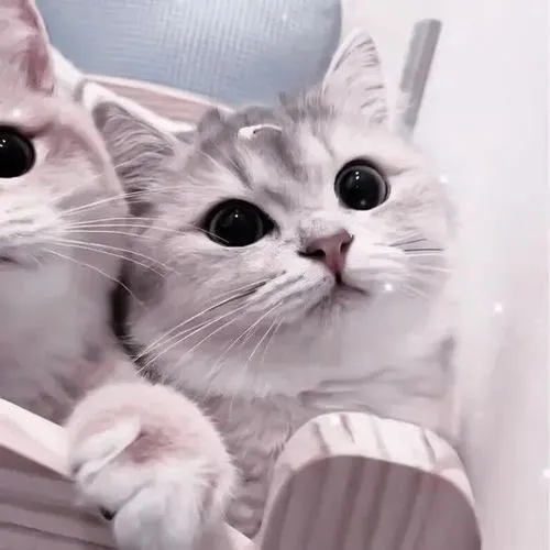 Cặp mèo trắng tựa đầu trong bố cục tối giản đầy gắn kết