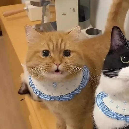 Hai mèo Ba Tư dính nhau trong màu sắc pastel êm dịu